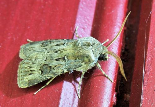 Réf. 335 711 : Agrotis bigramma